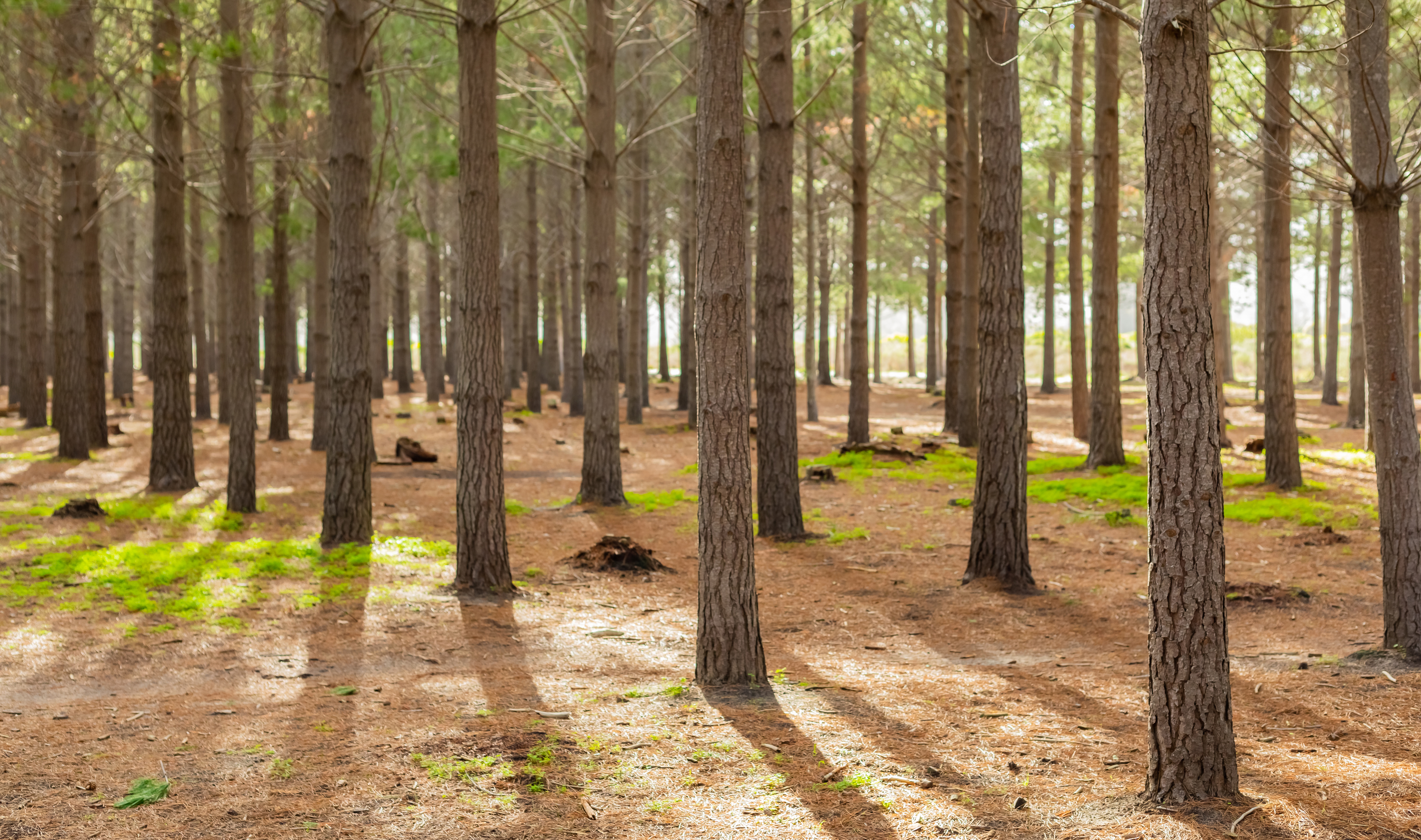 Forest Canopy